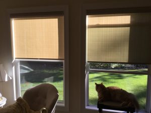 roller shades with cats